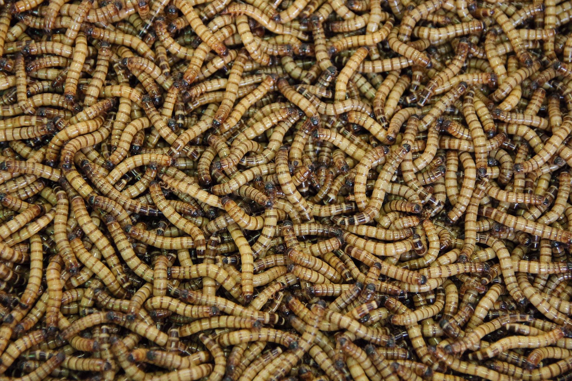 Insectes comestibles : le marché derrière le mythe